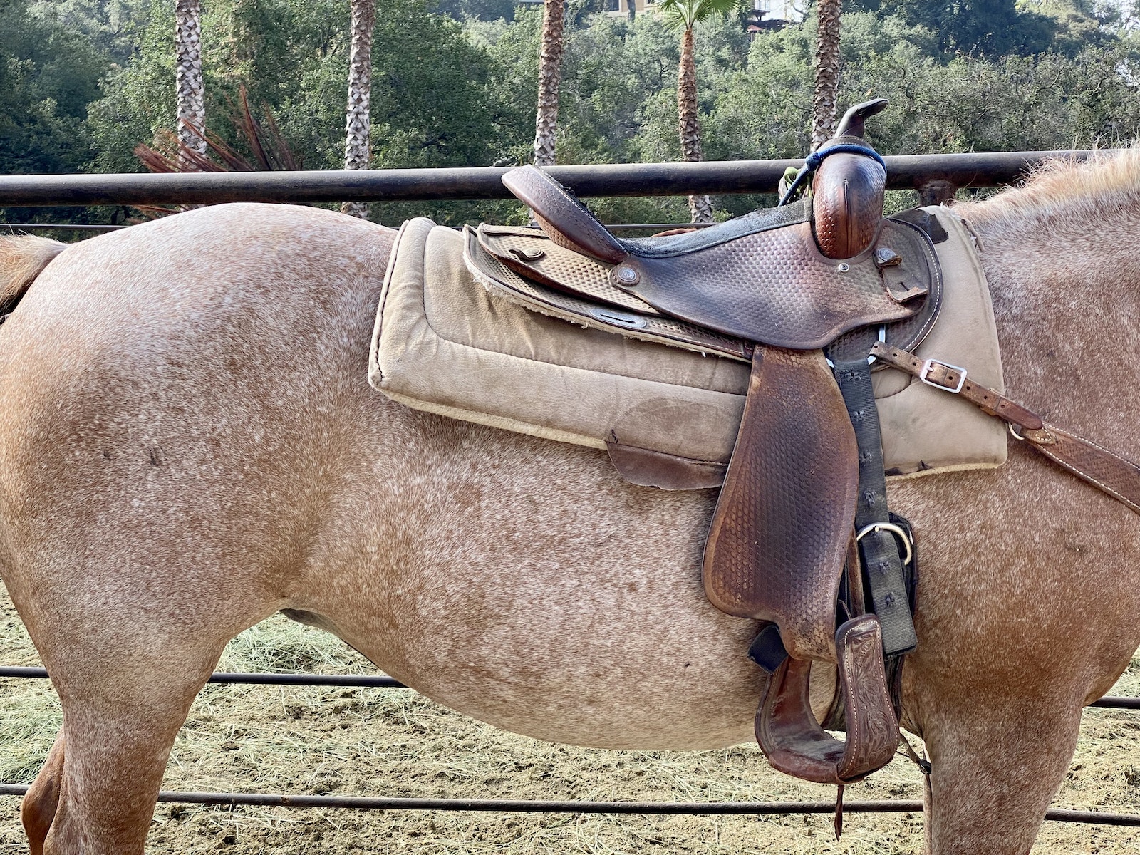 La selle de cheval est un équipement important, autant pour le cavalier que sa monture
